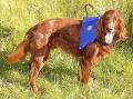 Plovací vesta CANIN - pro psy  